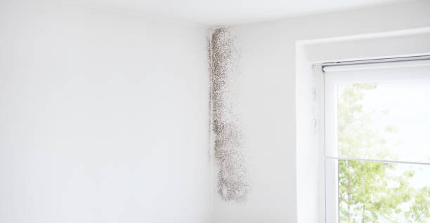 Best Mold Damage Restoration  in The Pinery, CO
