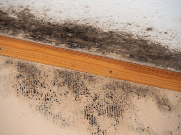 Best Commercial Mold Inspection  in The Pinery, CO