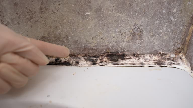 Best Mold-Related Health Consultation  in The Pinery, CO