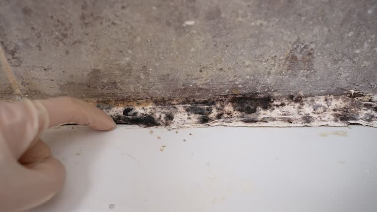 Best Crawl Space Mold Remediation  in The Pinery, CO